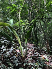 Philodendron crassinervium