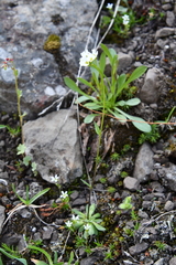 Draba hirta