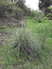 Muhlenbergia robusta