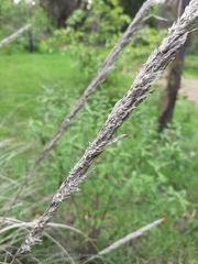 Muhlenbergia robusta