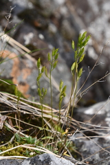 Draba hirta