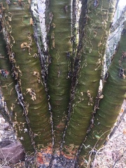 Fouquieria macdougalii