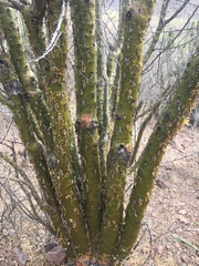 Fouquieria macdougalii