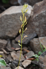 Draba hirta