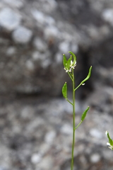 Draba hirta