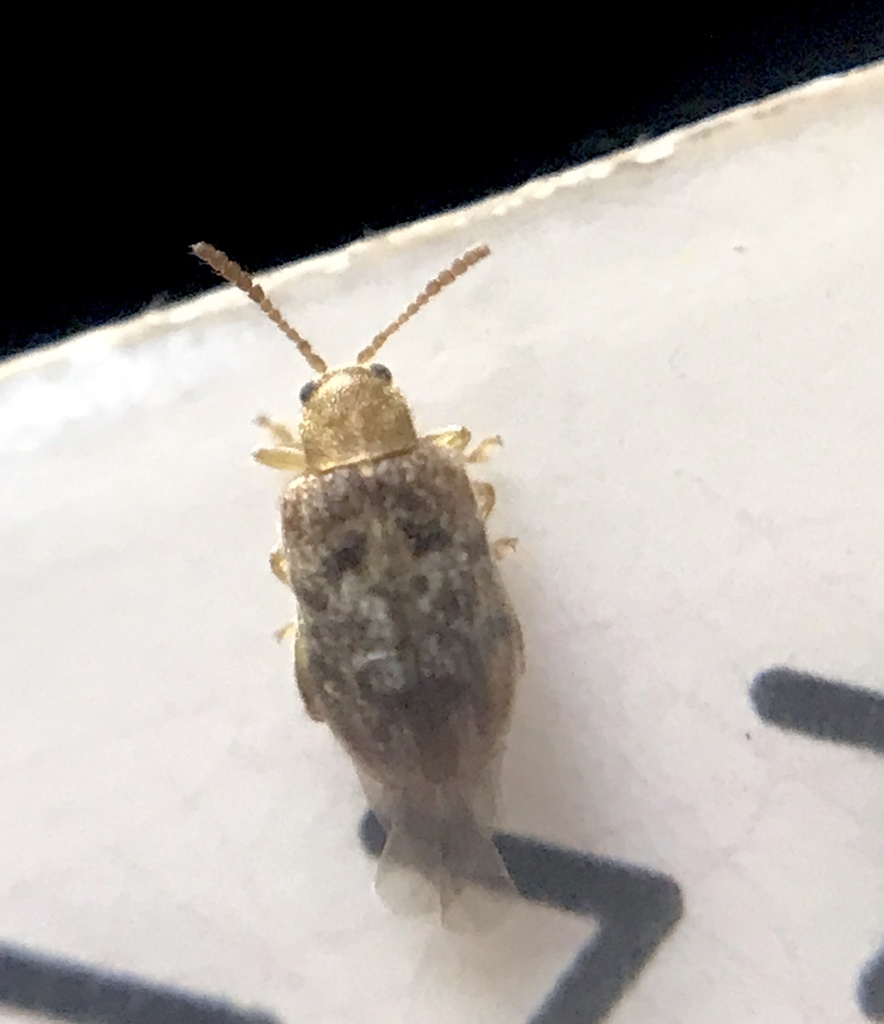 Rhinotmetus