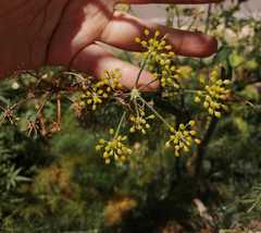 Foeniculum vulgare