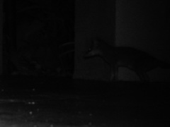 Philander opossum