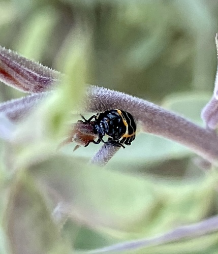 iNaturalist observation photo of Harlequin Bug