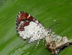 Heterusia