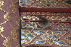 Callosciurus finlaysonii