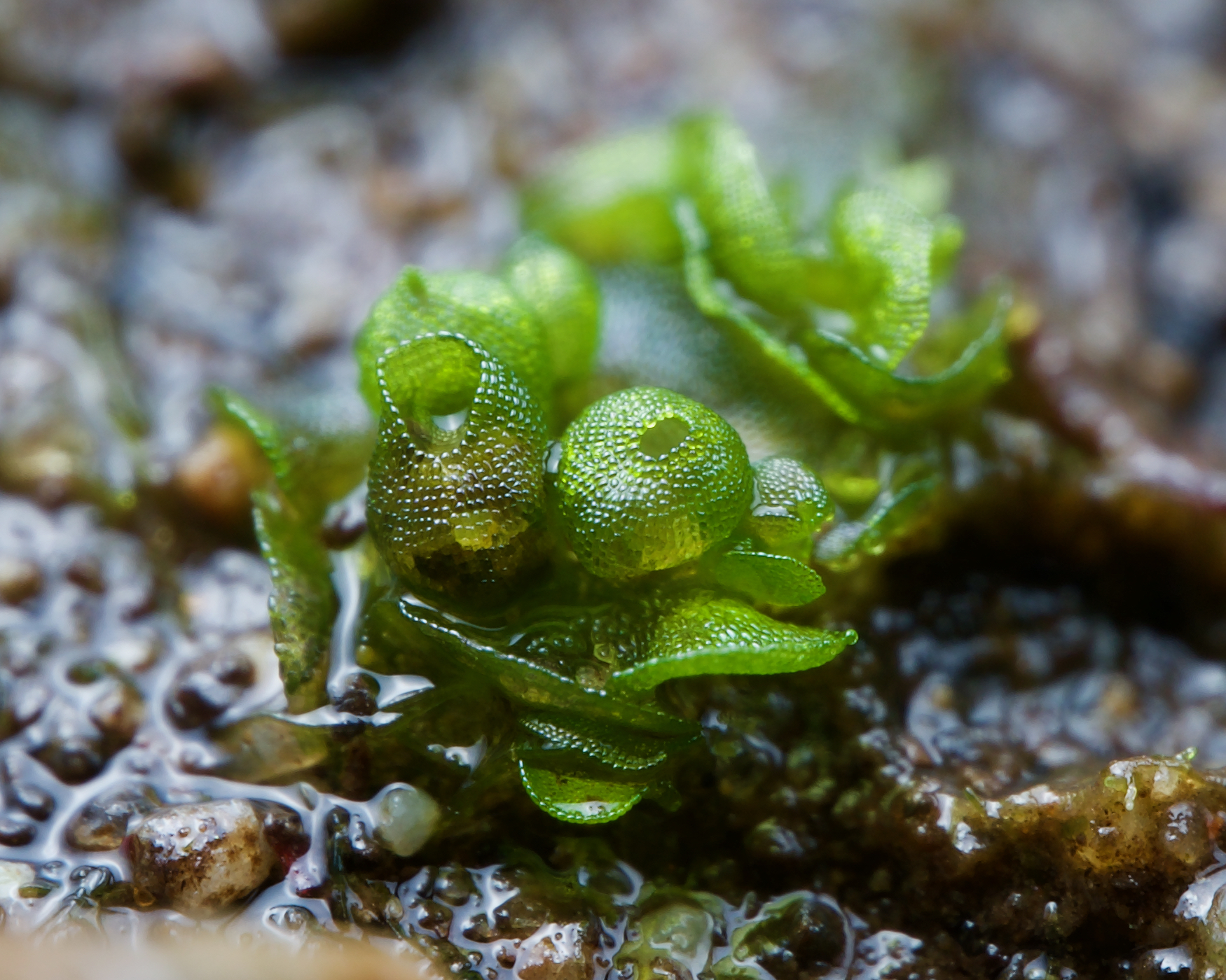 Sphaerocarpos