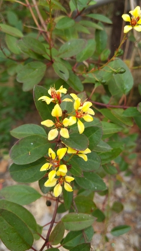 Galphimia gracilis