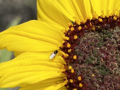 iNaturalist observation photo of Cyclorrhaphan Flies