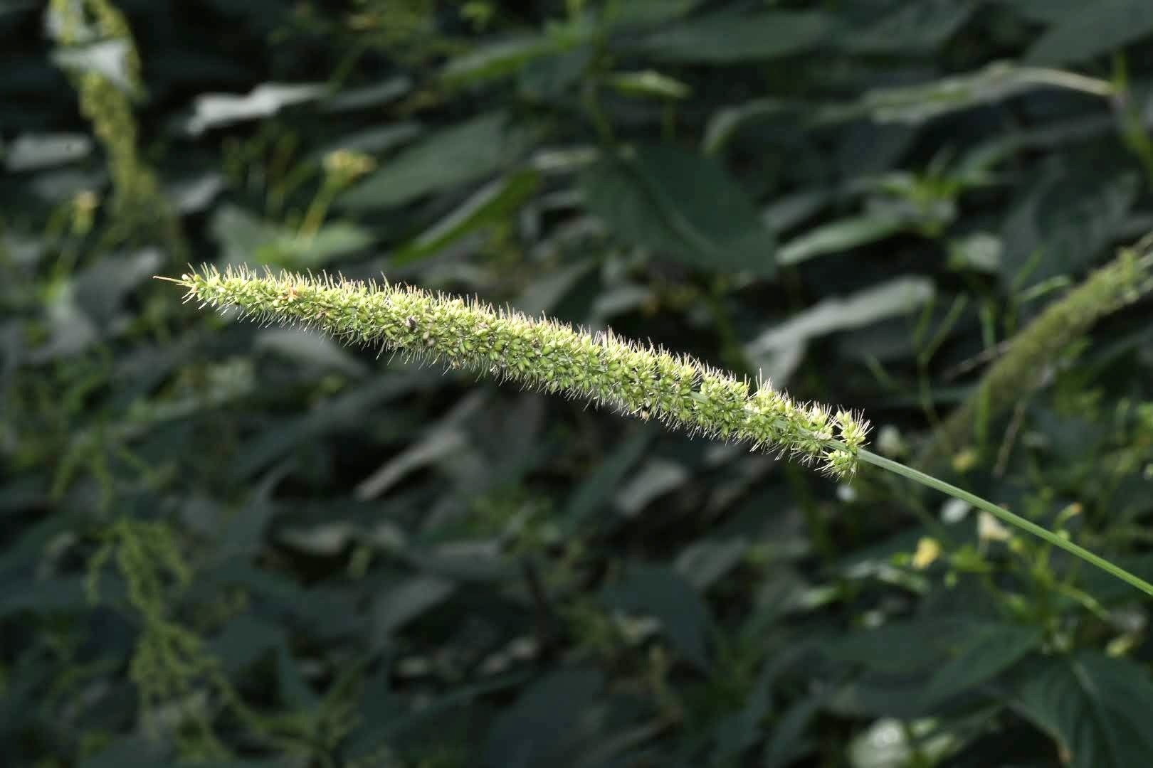 (c) Gábor Keresztes, certains droits réservés (CC BY-NC) https://www.inaturalist.org/observations/103537496