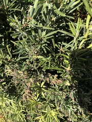 Galium bermudense