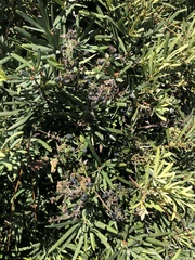 Galium bermudense