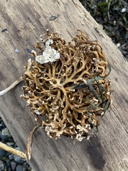 Macrocystis pyrifera