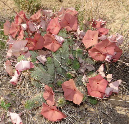 Hoodia currorii ssp. currorii