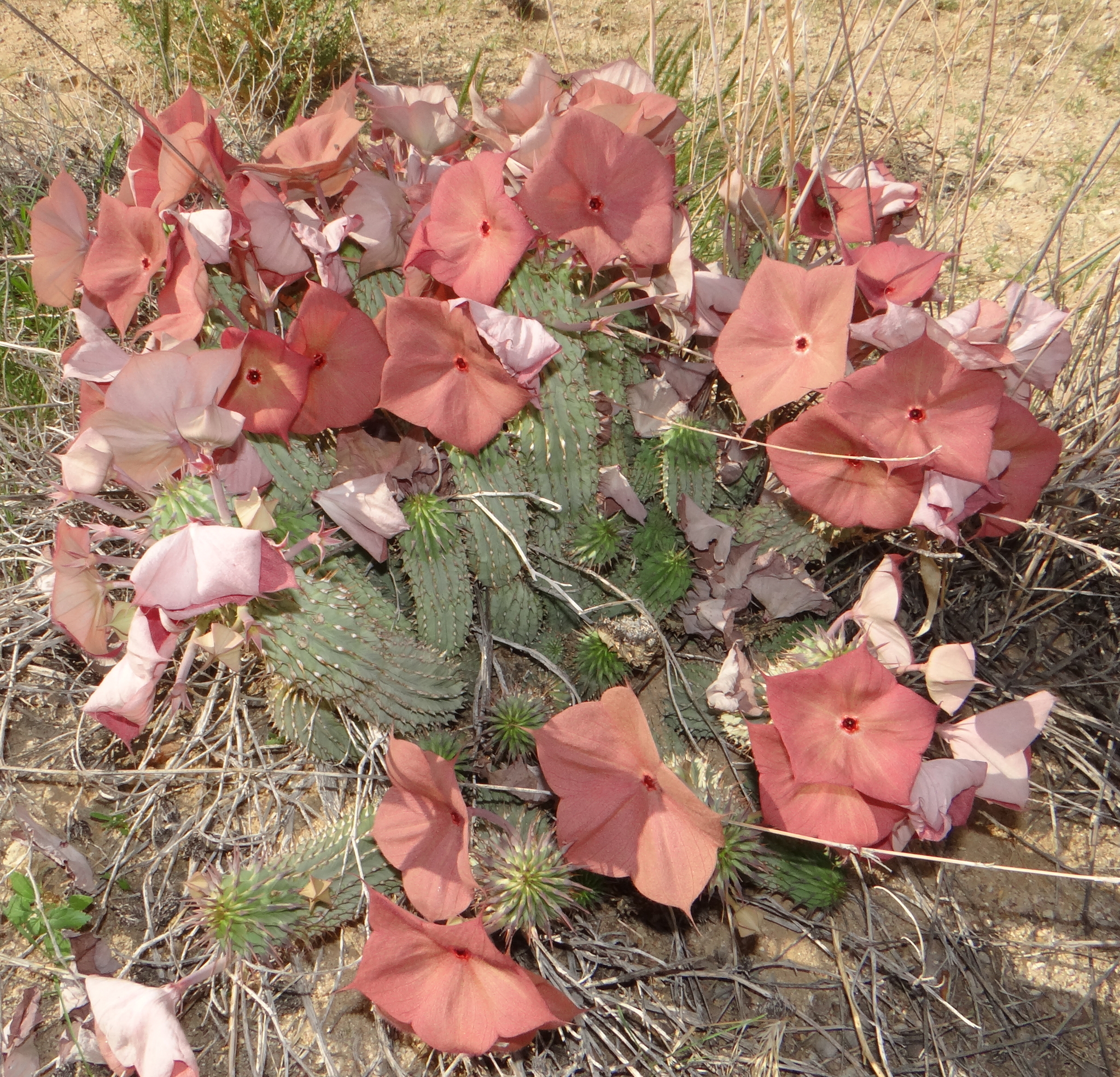 Hoodia currorii ssp. currorii