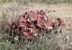 Ceropegia currorii image