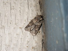 Lacinipolia quadrilineata