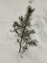 Pinus sylvestris