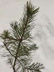 Pinus sylvestris