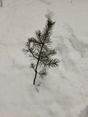 Pinus sylvestris