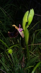 Ophrys bertolonii