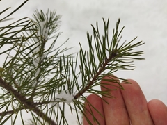 Pinus sylvestris
