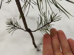 Pinus sylvestris