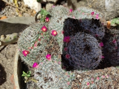 Mammillaria flavicentra