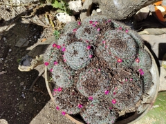 Mammillaria flavicentra