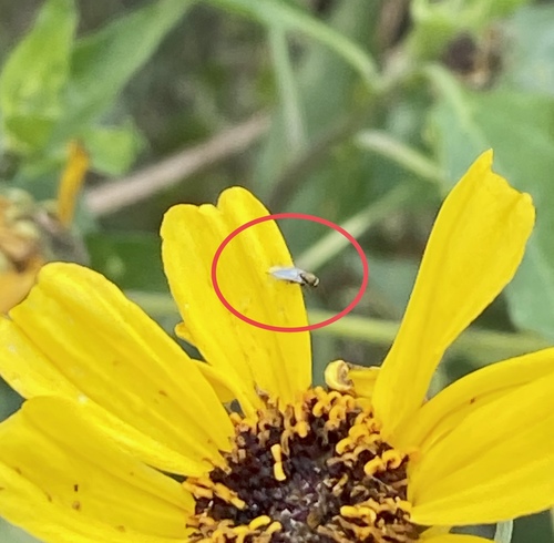 iNaturalist observation photo of Chalcidoid Wasps