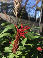 Thyrsacanthus