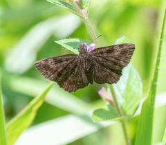 Viola violella