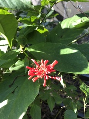 Thyrsacanthus