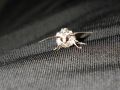 Lacinipolia quadrilineata