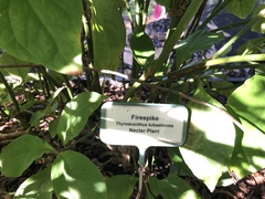Thyrsacanthus
