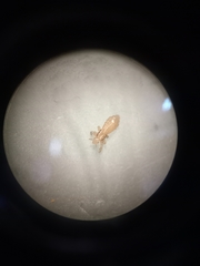 Pediculus