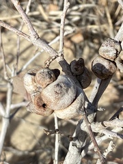 Disholcaspis erugomamma