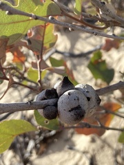 Disholcaspis erugomamma