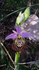 Ophrys