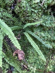 Asplenium × heteroresiliens
