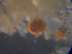 Lituolida
