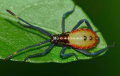 Amorbini
