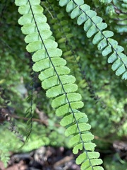 Asplenium × heteroresiliens