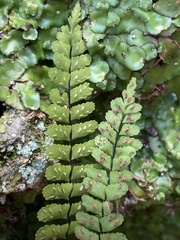 Asplenium × heteroresiliens