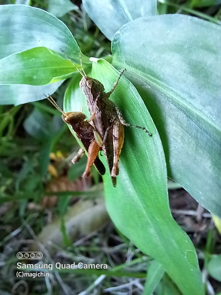orphulella-punctata-from-st-joseph-trinidad-and-tobago-on-december-23